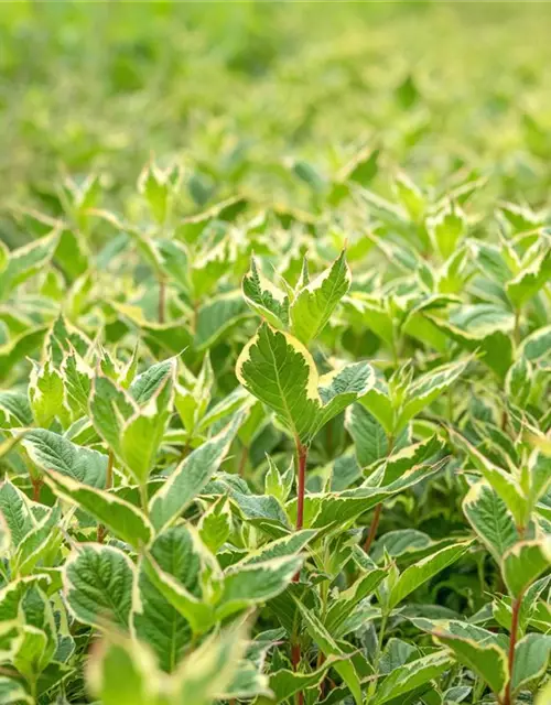 Weigela florida 'Nana Variegata'