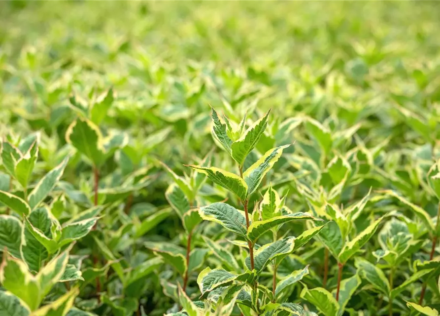 Weigela florida 'Nana Variegata'