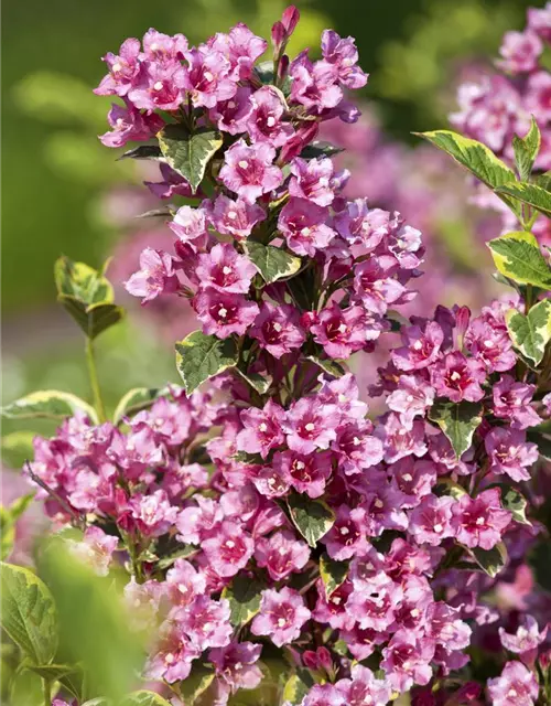 Weigela florida 'Nana Variegata'