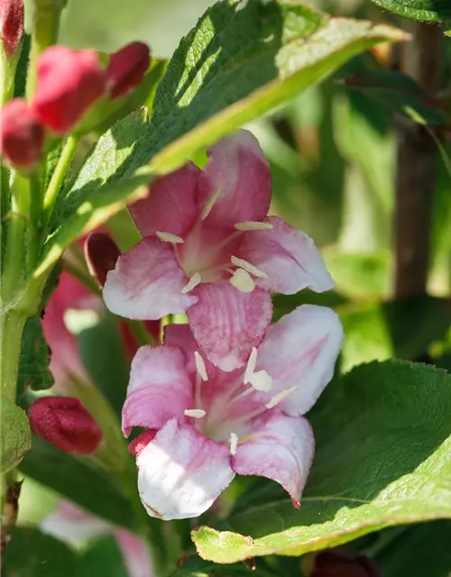 Weigela florida 'Nana Variegata'