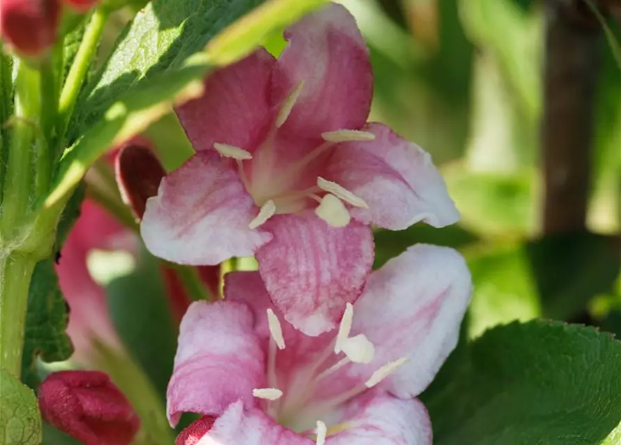 Weigela florida 'Nana Variegata'