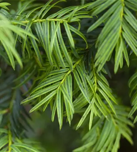 Taxus baccata 'Aurea'