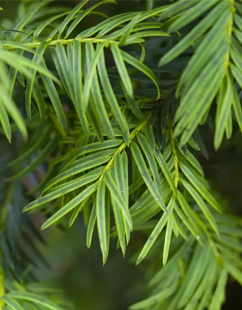 Taxus baccata 'Aurea'