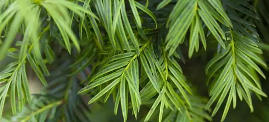 Taxus baccata 'Aurea'