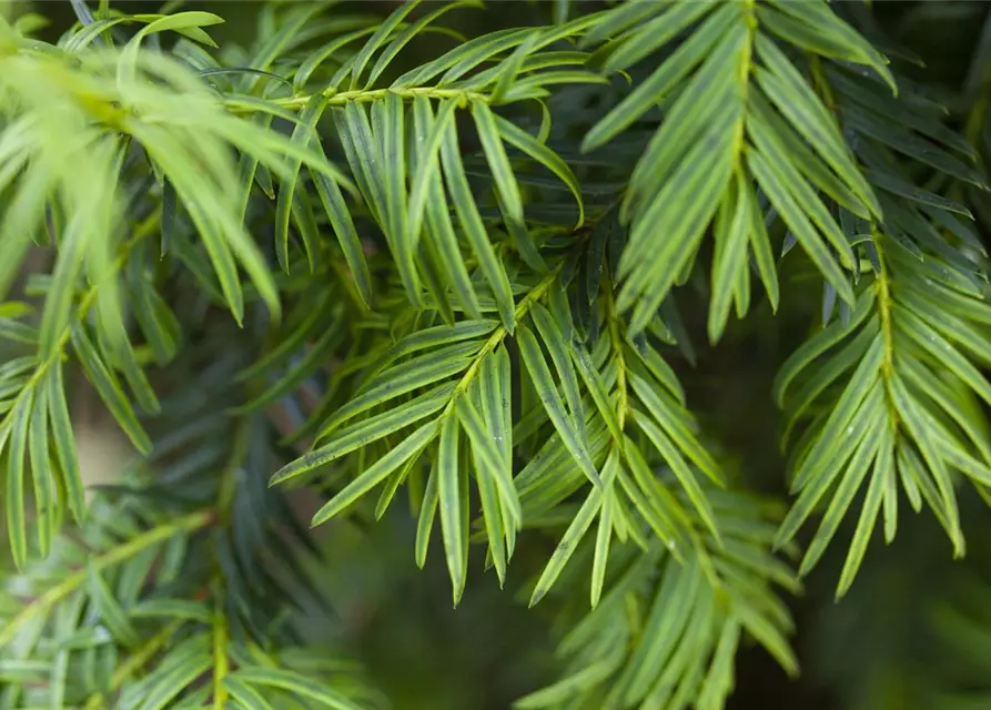 Taxus baccata 'Aurea'