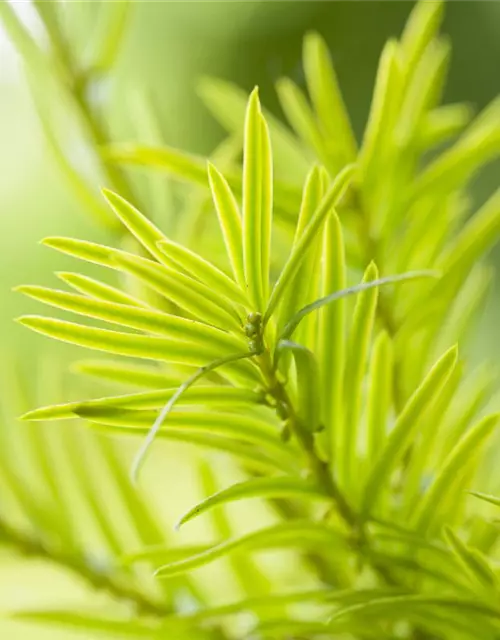 Taxus baccata 'Aurea'