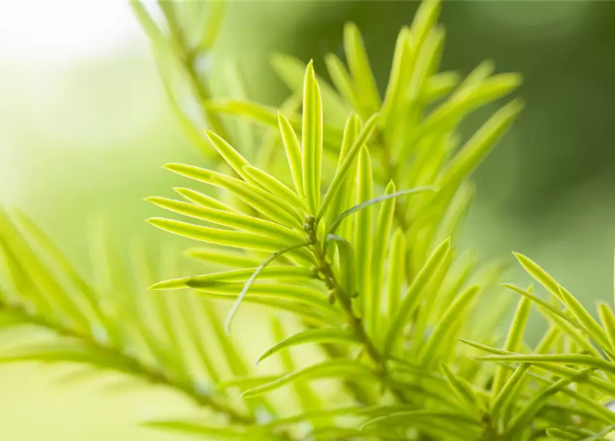 Taxus baccata 'Aurea'