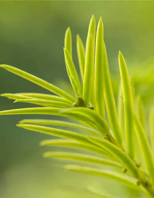 Taxus baccata 'Aurea'