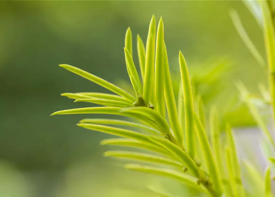 Taxus baccata 'Aurea'