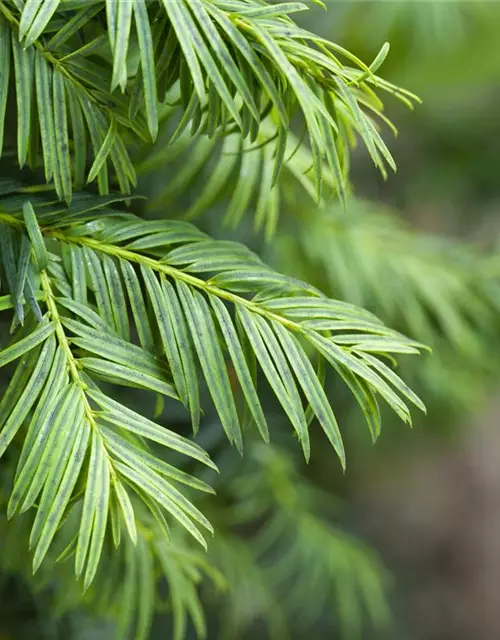 Taxus baccata 'Aurea'