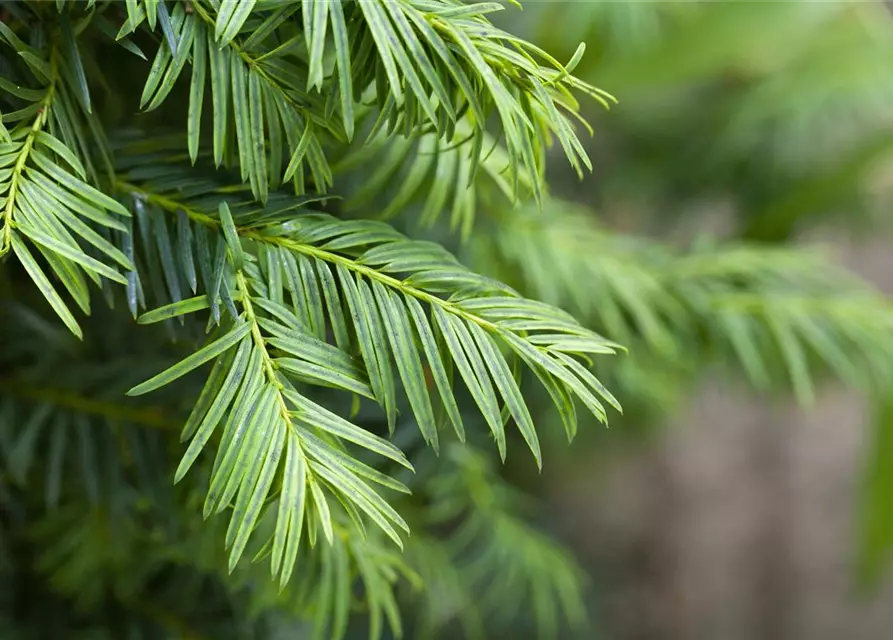 Taxus baccata 'Aurea'