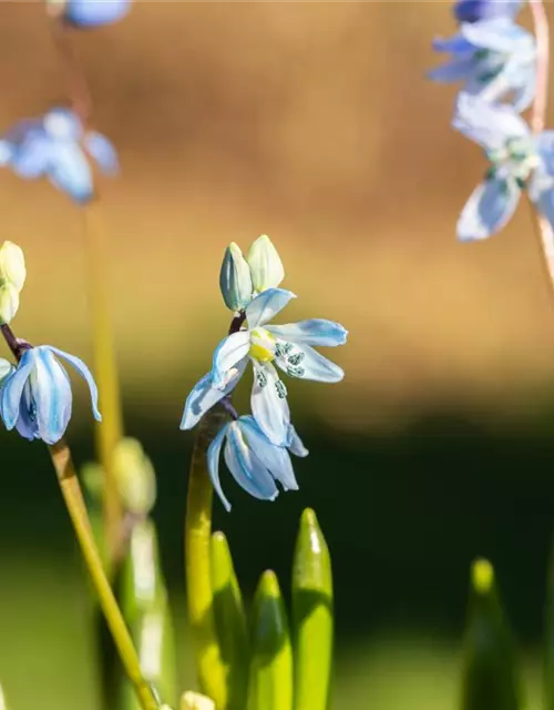 Scilla siberica