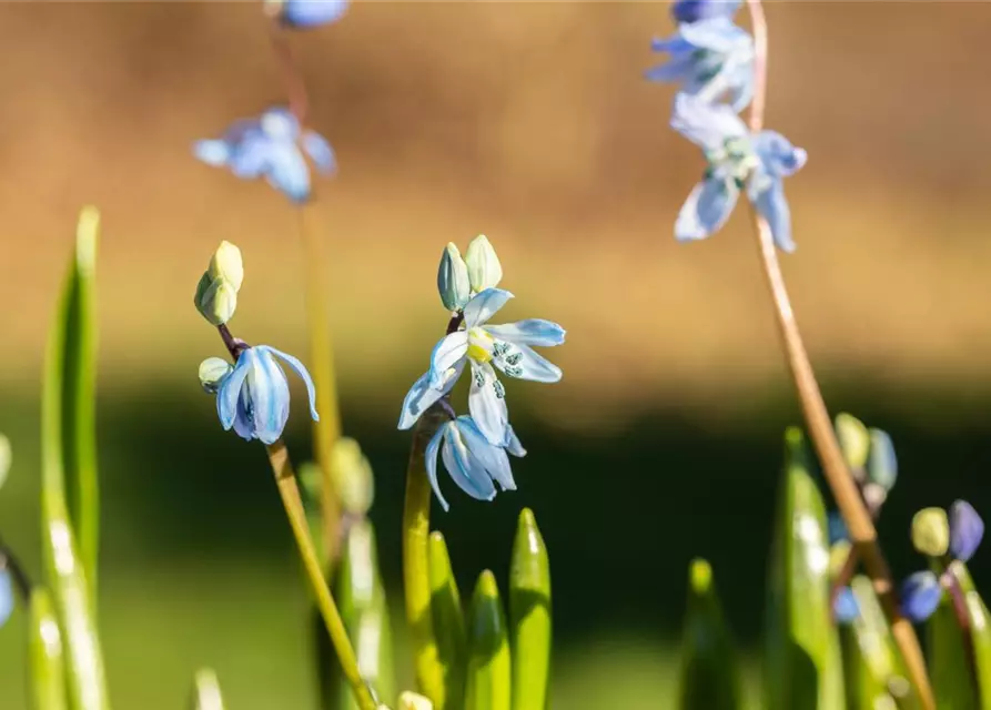 Scilla siberica