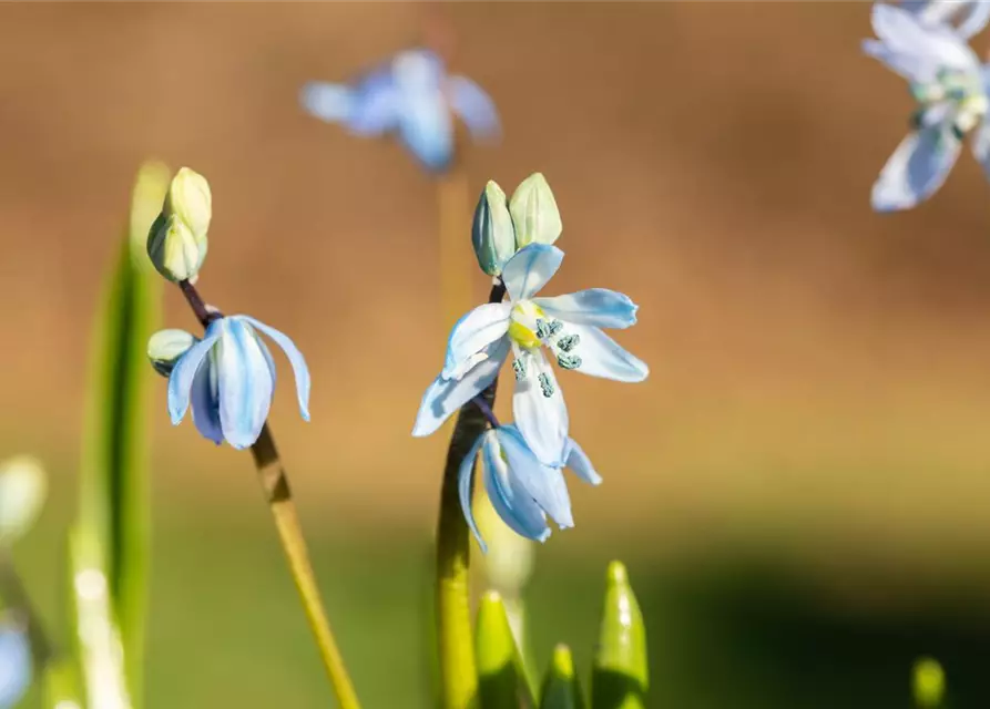 Scilla siberica