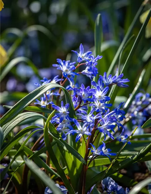 Scilla siberica