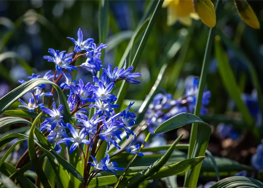 Scilla siberica