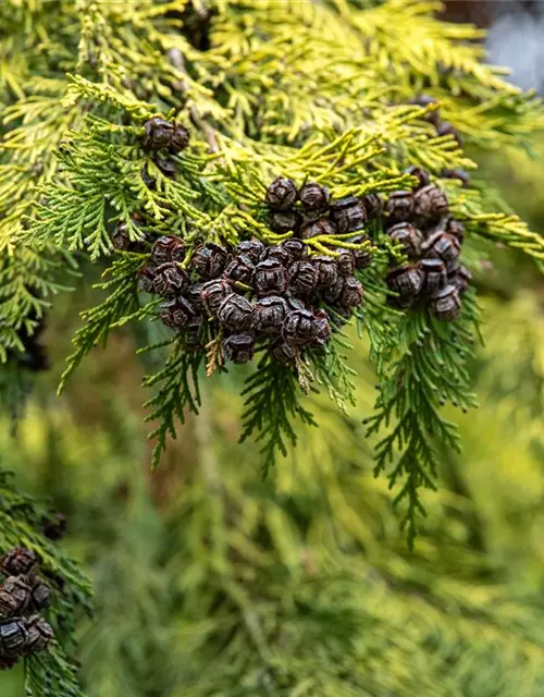 Thuja occidentalis