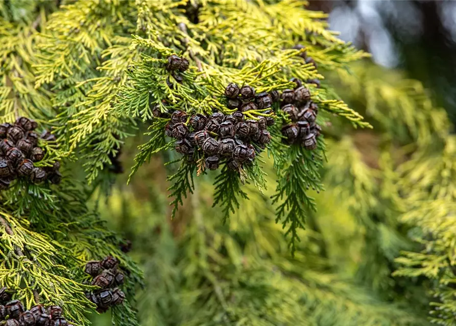 Thuja occidentalis