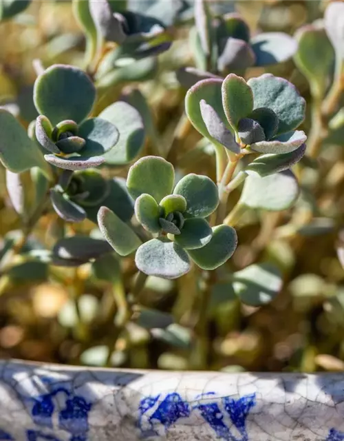 Sedum cauticola