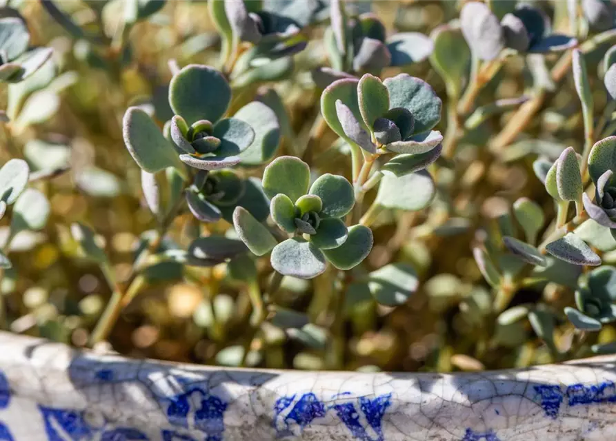 Sedum cauticola