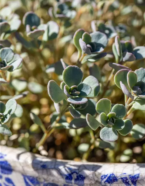 Sedum cauticola