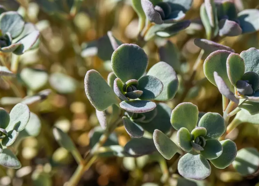 Sedum cauticola