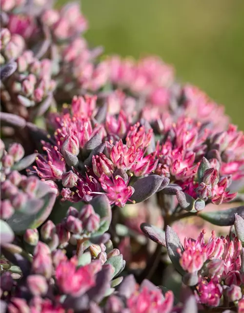 Sedum cauticola