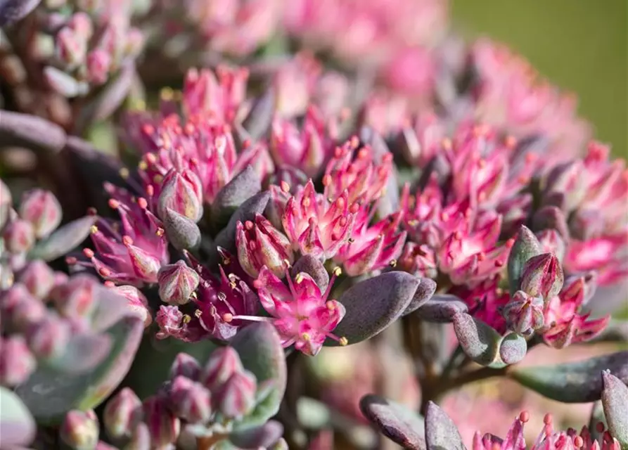 Sedum cauticola