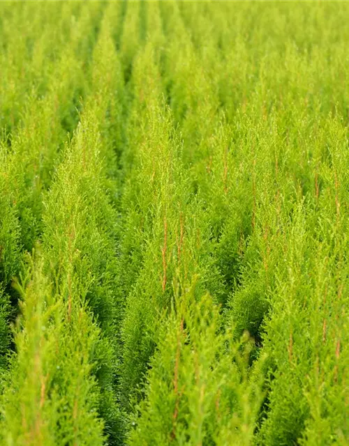 Thuja occidentalis 'Smaragd'