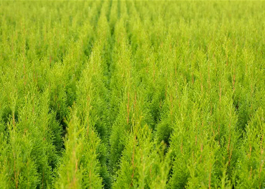 Thuja occidentalis 'Smaragd'