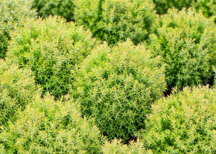 Thuja occidentalis 'Teddy'