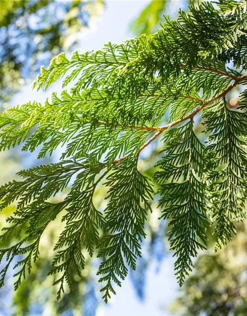 Thuja plicata