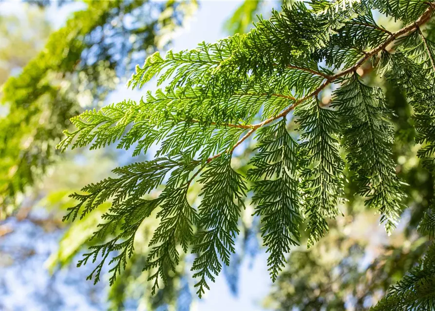 Thuja plicata