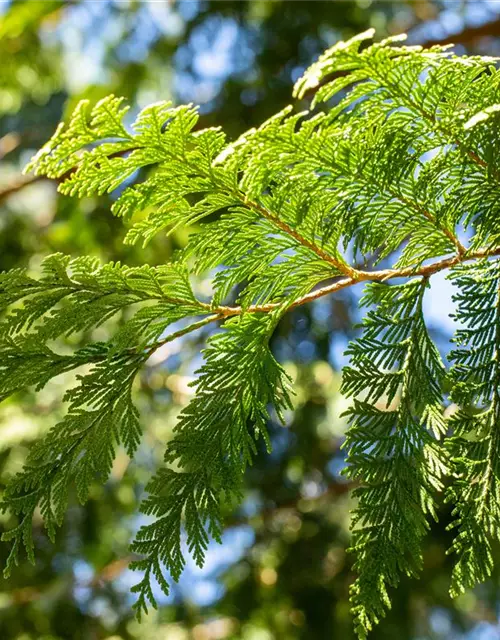 Thuja plicata