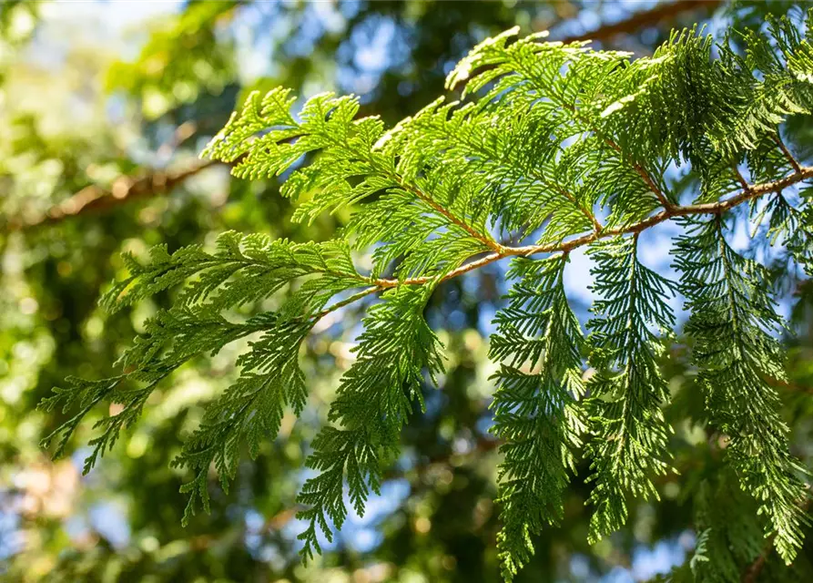 Thuja plicata