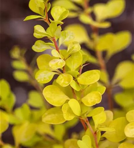 Berberitze 'Yellow Tower'