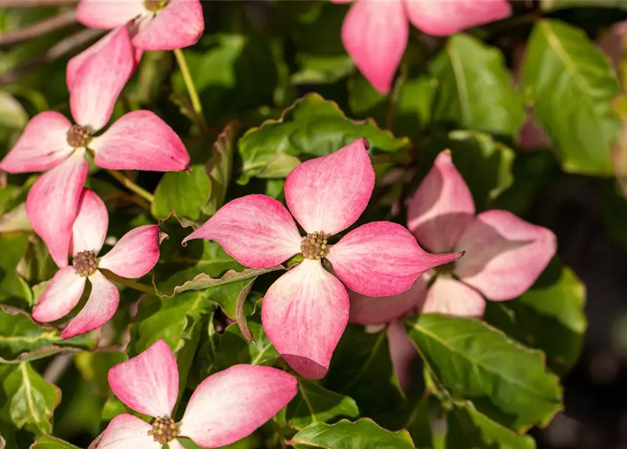 Japanischer Blumen-Hartriegel 'Scarlet Fire'®