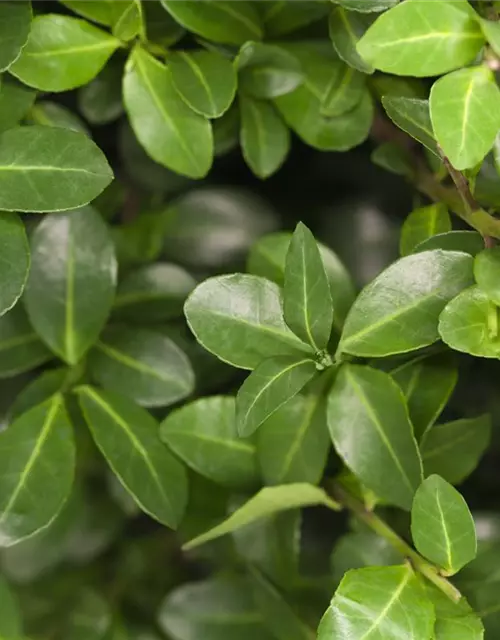 Ilex crenata 'Maxima'