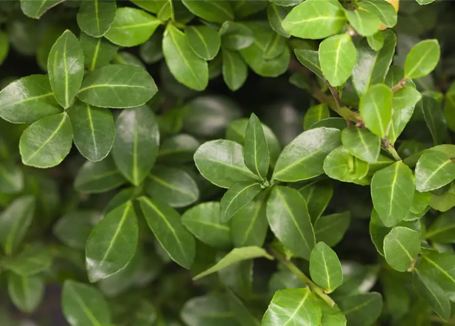 Ilex crenata 'Maxima'