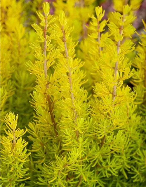 Erica arborea 'Albert's Gold'