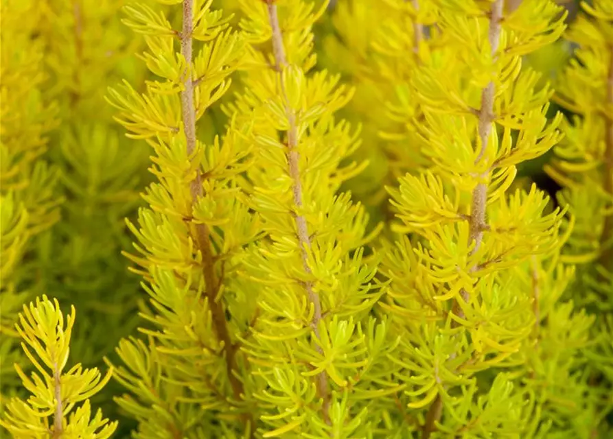 Erica arborea 'Albert's Gold'