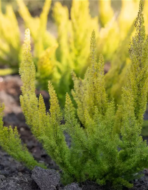 Erica arborea 'Albert's Gold'