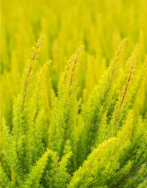 Erica arborea 'Albert's Gold'