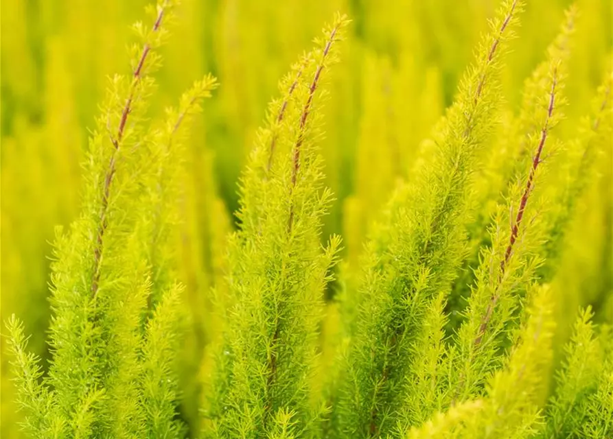 Erica arborea 'Albert's Gold'