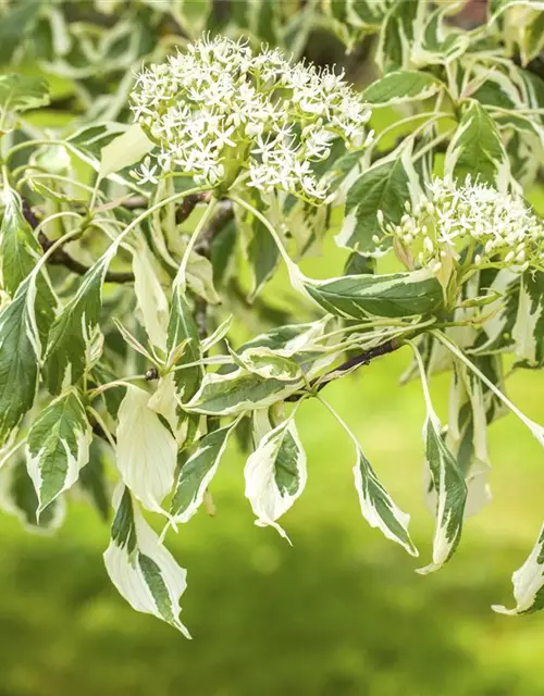 Hoher Weißbunter Etagen-Hartriegel 'Variegata'