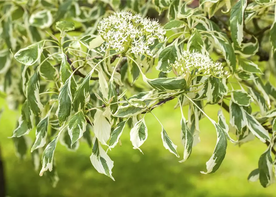 Hoher Weißbunter Etagen-Hartriegel 'Variegata'