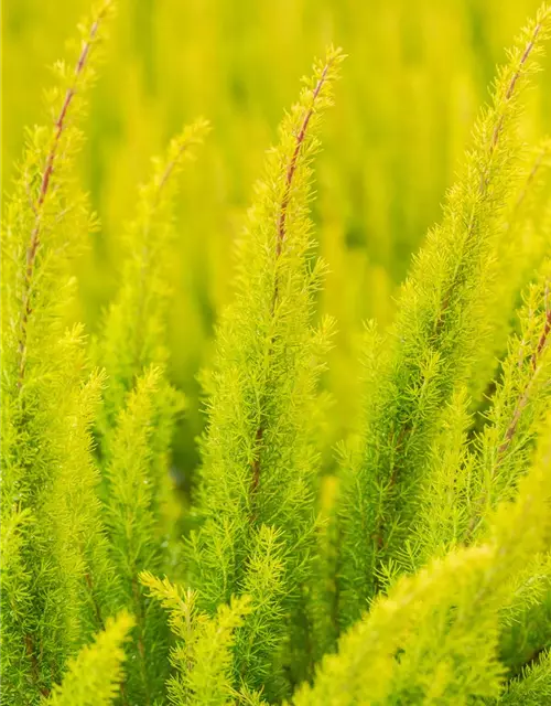 Erica arborea 'Albert's Gold'