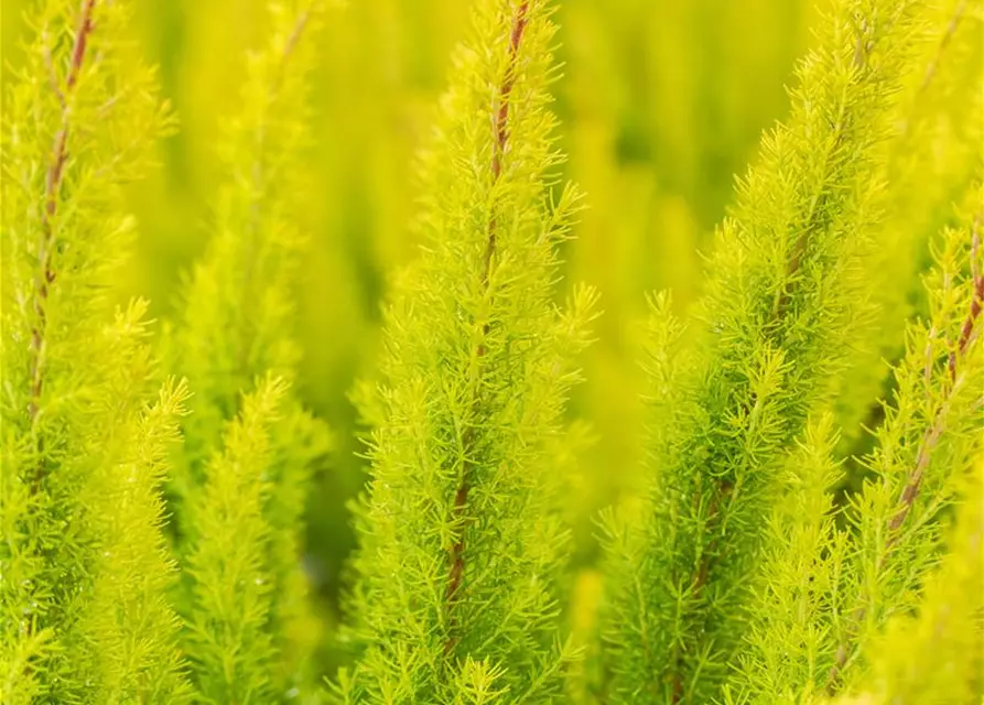 Erica arborea 'Albert's Gold'