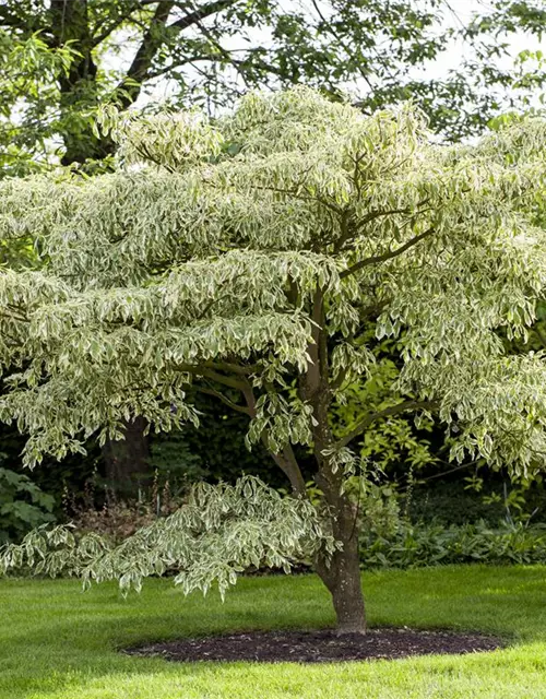 Hoher Weißbunter Etagen-Hartriegel 'Variegata'