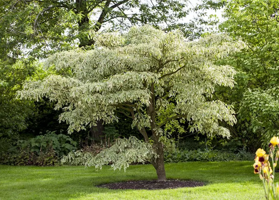 Hoher Weißbunter Etagen-Hartriegel 'Variegata'